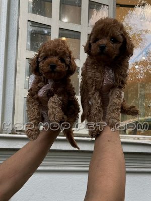 یک جفت توله پودل نر گردویی دو ماهه