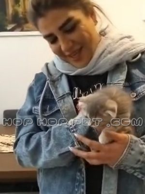 بچه گربه اسکاتیش رنگ بلو نر یک ماهه