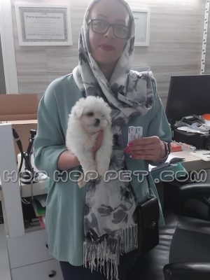 توله سگ شیتزو ماده یک ماهه سفید