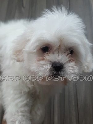 توله سگ مالتیز نر شیری یک ماهه