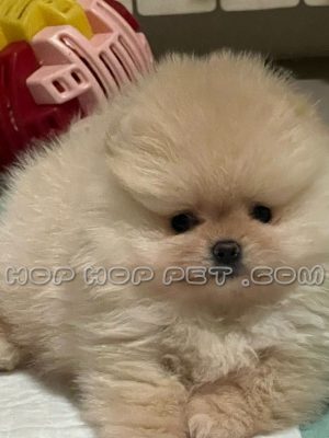 توله سگ پامرانین عروسکی نر شیری یک ماهه