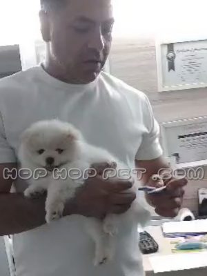 توله سگ پامرانین ماده یک ماهه سفید