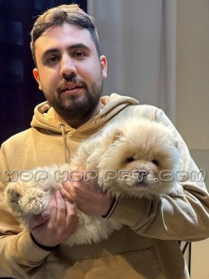 توله سگ چاوچاو شیری نر سه ماهه