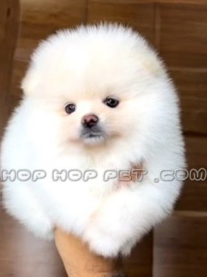 توله پامر خرسی عروسکی مرواریدی ماده ۴۵ روزه