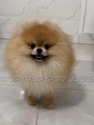 توله پامر روباهی عروسکی نارنجی دو ماهه