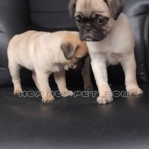 توله پاگ ماده کرم قهوه ای دو ماهه (۱)