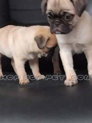 توله پاگ ماده کرم قهوه ای دو ماهه (۱)