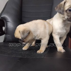 توله پاگ ماده کرم قهوه ای دو ماهه (۲)