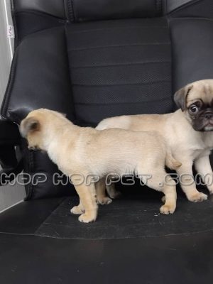 توله پاگ ماده کرم قهوه ای دو ماهه