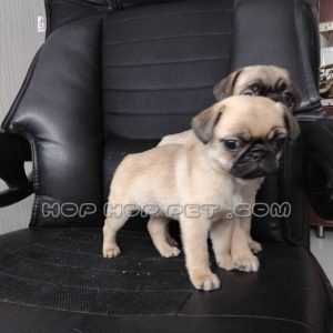 توله پاگ ماده کرم قهوه ای دو ماهه (۴)توله پاگ ماده کرم قهوه ای دو ماهه (۴)