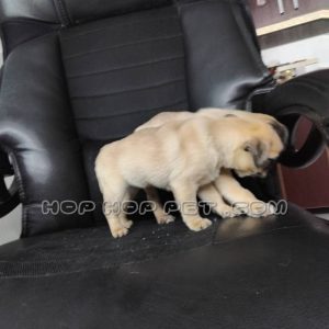 توله پاگ ماده کرم قهوه ای دو ماهه (۵)