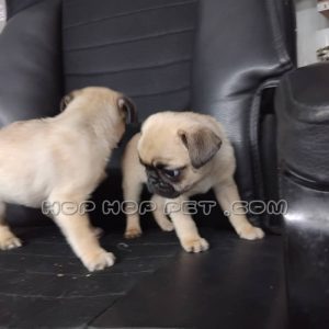 توله پاگ ماده کرم قهوه ای دو ماهه (۶)