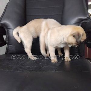 توله پاگ نر کرم قهوه ای دو ماهه (۲)