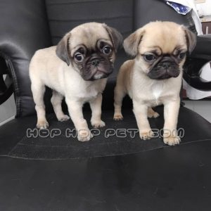 توله پاگ نر کرم قهوه ای دو ماهه