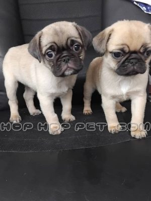 توله پاگ نر کرم قهوه ای دو ماهه