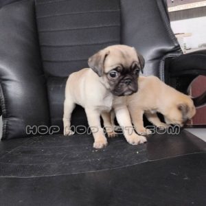 توله پاگ نر کرم قهوه ای دو ماهه (۴)