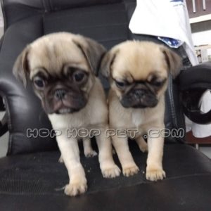 توله پاگ نر کرم قهوه ای دو ماهه (۶)