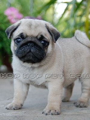 توله پاگ پوزه سیاه یک ماهه (۱)