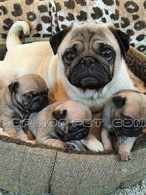 توله پاگ پوزه سیاه یک ماهه