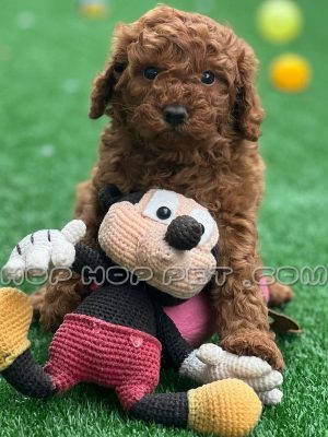 توله پودل دارک رد ۴۰ روزه (۲)