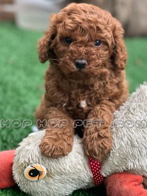 توله پودل دارک رد ۴۰ روزه