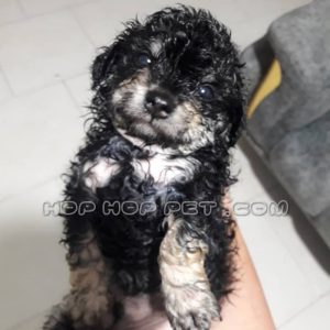 توله پودل عروسکی سیاه نر یک ماهه (۲)