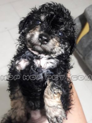 توله پودل عروسکی سیاه نر یک ماهه (۲)