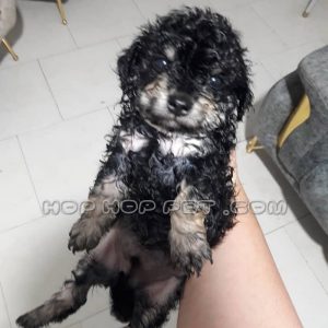 توله پودل عروسکی سیاه نر یک ماهه (۳)