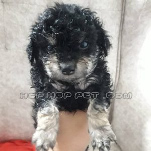 توله پودل عروسکی سیاه نر یک ماهه