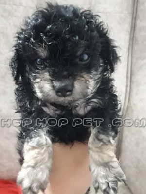 توله پودل عروسکی سیاه نر یک ماهه