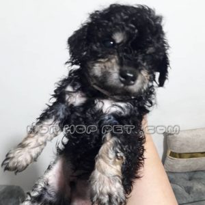 توله پودل عروسکی سیاه نر یک ماهه (۴)