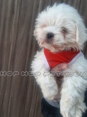 سگ مالتیز ماده شیری یک ماهه