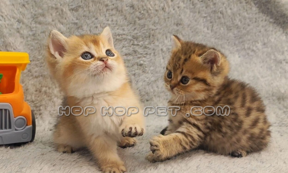 فروش حیوانات خانگی لویزان شیان