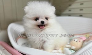 فروش سگ اقدسیه