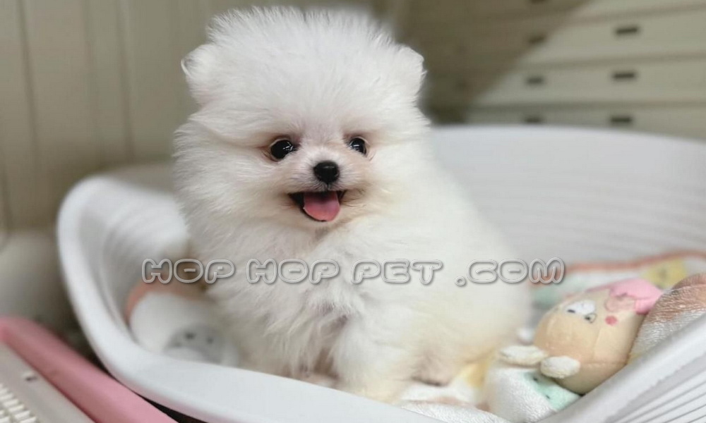 فروش سگ اقدسیه