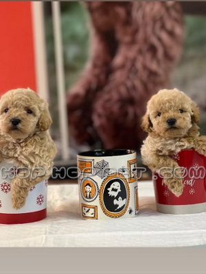 توله سگ توی پودل نسکافه ای نر دو ماهه (۲)