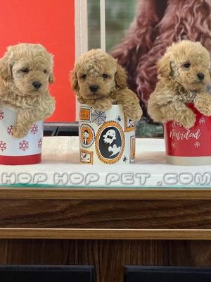 توله سگ توی پودل نسکافه ای نر دو ماهه