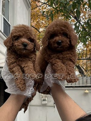 توله سگ توی پودل گردویی ماده دو ماهه