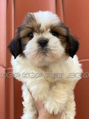 توله سگ شیتزو تری کالر دو ماهه ماده