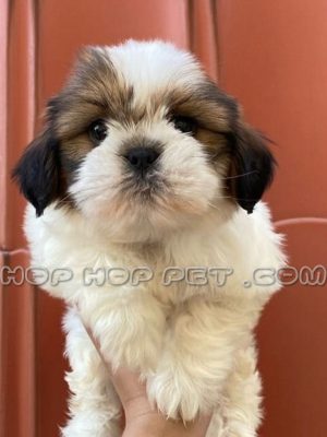 توله سگ شیتزو تری کالر دو ماهه نر