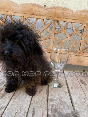 توله سگ شیتزو پودل مشکی سایز ریز نر دو ماهه