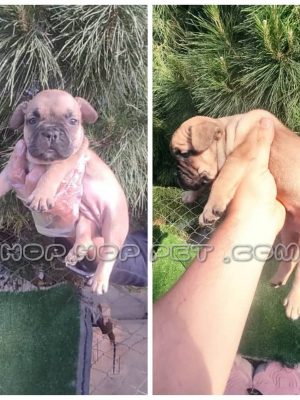 توله سگ فرنچ بولداگ دو ماهه ماده