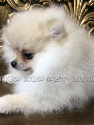 توله سگ پامر خرسی سفید ماده ۲٫۵ ماهه