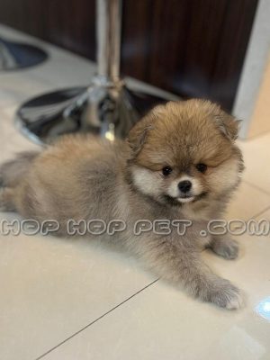 توله سگ پامر خرسی پرتقالی ماده ۲ ماهه