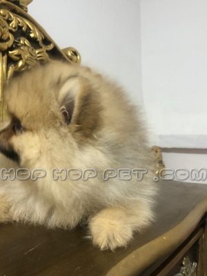 توله سگ پامر خرسی پرتقالی نر ۲٫۵ ماهه (۲)