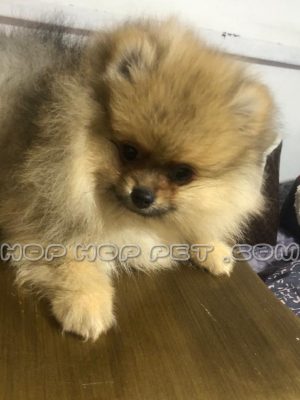 توله سگ پامر خرسی پرتقالی نر ۲٫۵ ماهه