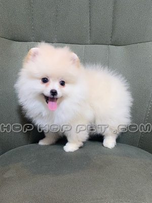 توله سگ پامرانین عروسکی سفید نر سایز ریز (۱)