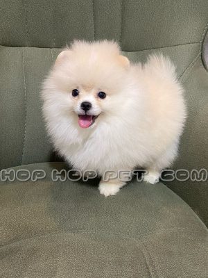 توله سگ پامرانین عروسکی سفید نر سایز ریز