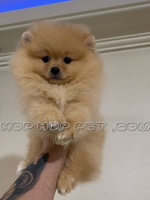 توله سگ پامرانین عروسکی نباتی نر سایز ریز (۲)