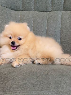 توله سگ پامرانین عروسکی نباتی نر سایز ریز